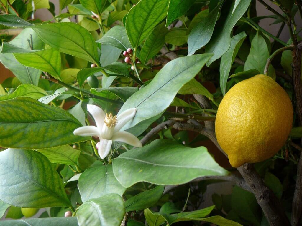 Выращивание лимонов. Цветение и созревание плодов лимона