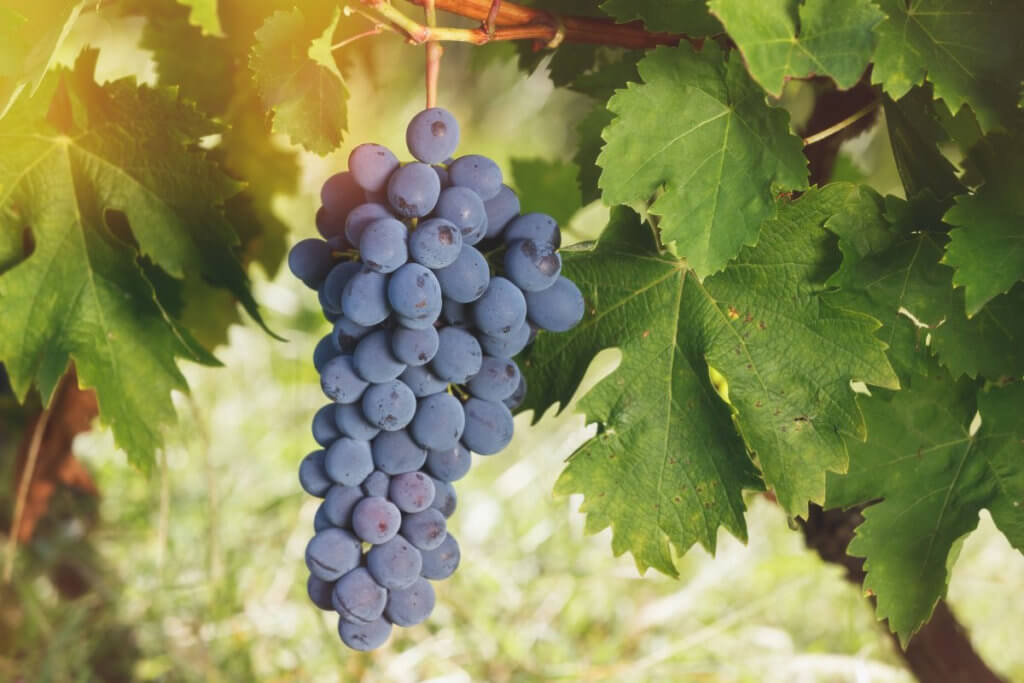 vinograd na severe