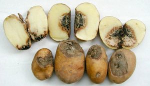 Болезни картофеля. Фомоз (пуговичная гниль)