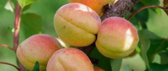 Полное руководство по выращиванию абрикоса: от посадки до уборки
