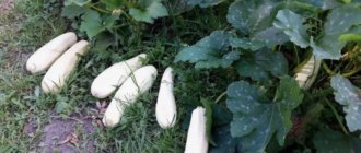 Кабачок: нежное и питательное растение для вашего сада и кухни