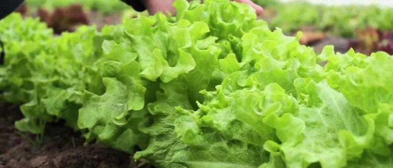 Растение салат: вкусное и полезное растение для вашего стола