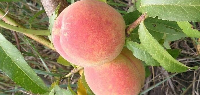 Полное руководство по выращиванию персика от посадки до уборки