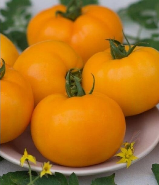 5 сортов помидоров для выращивания