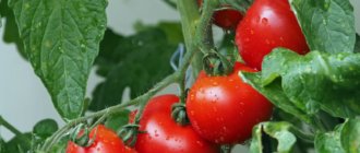Топ 5 засухоустойчивых сортов помидоров для выращивания