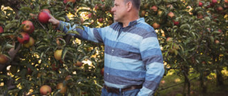 Полезные советы по уходу за фруктовыми деревьями на даче
