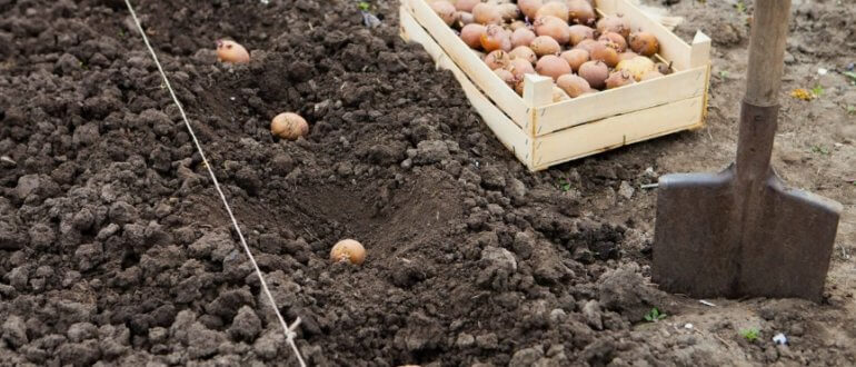 Как подготовить почву к посадке картофеля