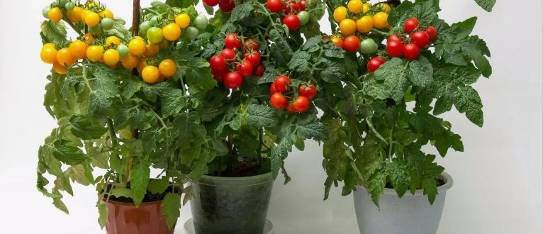 Полезные советы по выращиванию томатов на подоконнике: отбор сортов и особенности ухода