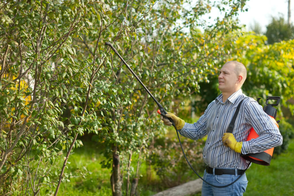 советы по уходу за фруктовыми деревьями на даче в Сибирском регионе