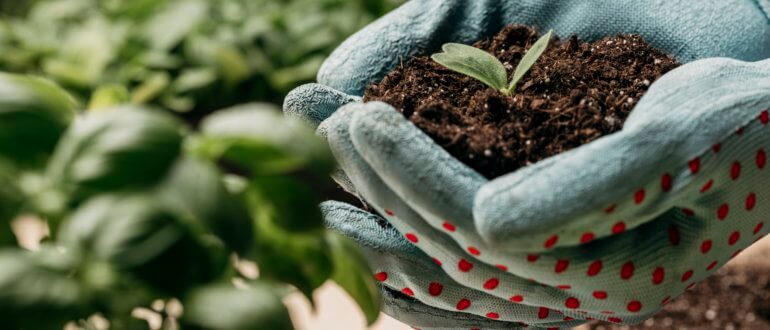 Эффективные способы органического удобрения почвы на огороде