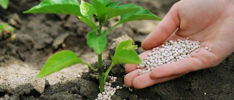 5 видов удобрений, необходимых для правильного развития растений