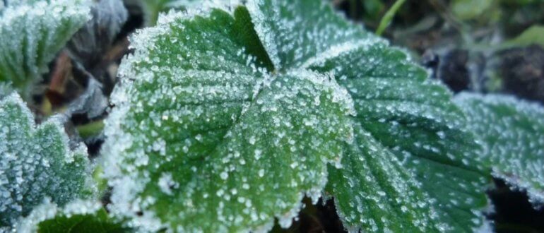 Способы защиты растений от заморозков в сибирском регионе