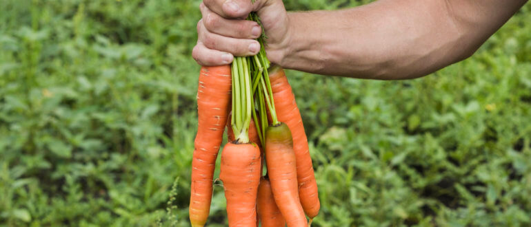 Выращивание моркови: что нужно знать об этом корнеплоде