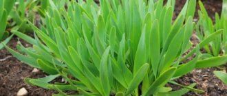Лук-слизун: уникальное растение для вашего сада
