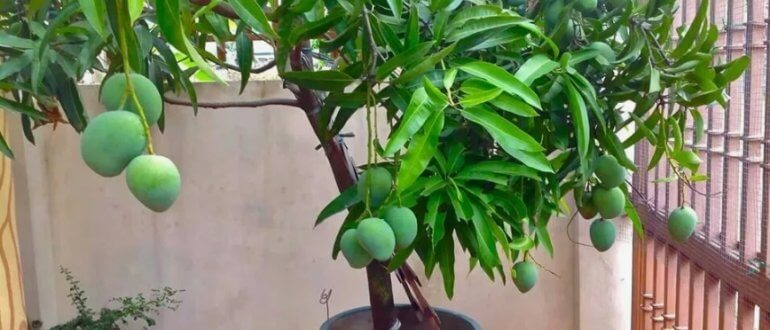 Как вырастить манго в домашних условиях: полный гид для начинающих