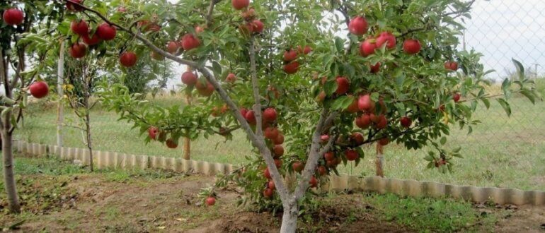 Плодовые деревья для огорода: как выбрать и посадить правильно
