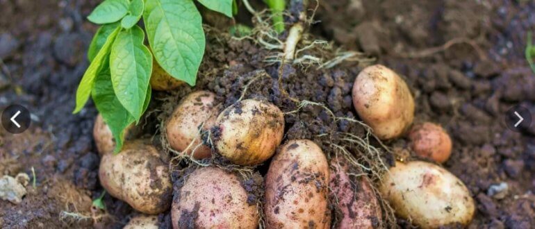 Выращивание картофеля: посадка, уход, вредители