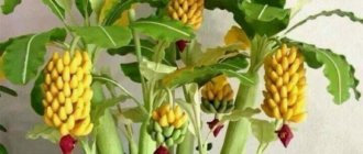 Тропические фрукты: какие виды можно выращивать в домашних условиях
