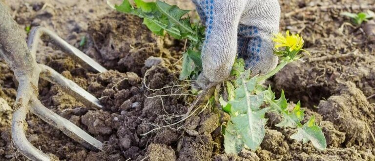 Как избавиться от сорняков на грядке: простые и эффективные способы