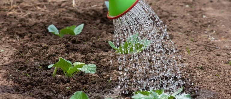 Правила полива рассады овощей в сибирском регионе: как избежать переувлажнения