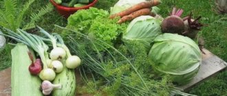 Секреты успешного выращивания овощных культур