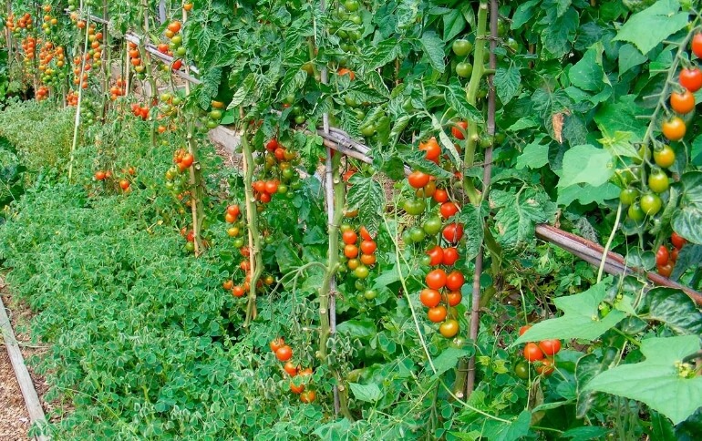 Секреты успешного выращивания овощных культур